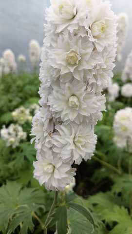 Delphinium Highlander : SAMBA