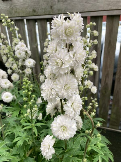 Delphinium Highlander : SAMBA