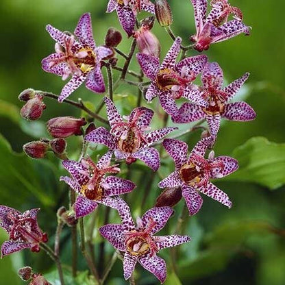 Tricyrtis formosa : PURPLE BEAUTY Perene Superbe