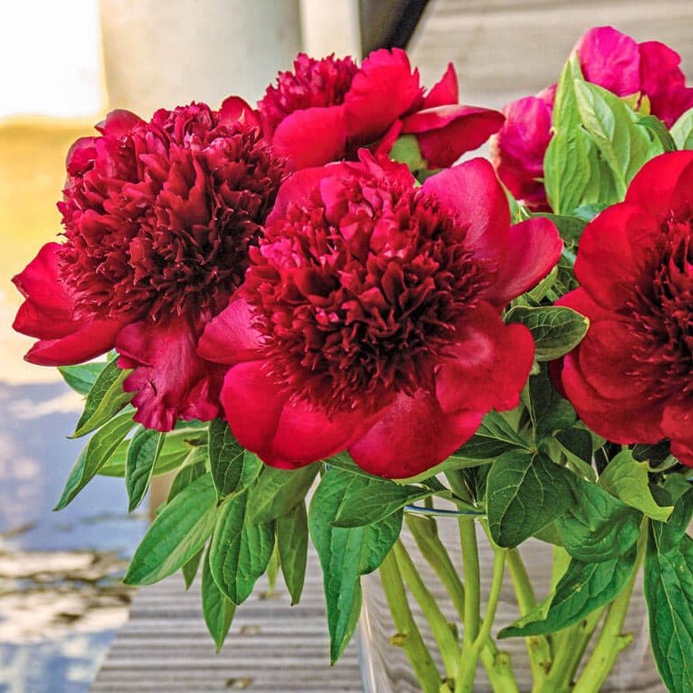 Paeonia : RED CHARM Perene Superbe