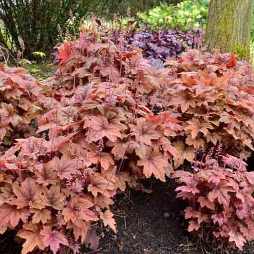 Heuchera : SWEET TEA Perene Superbe