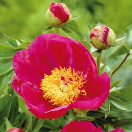 Paeonia lactiflora : FLAME Perene Superbe