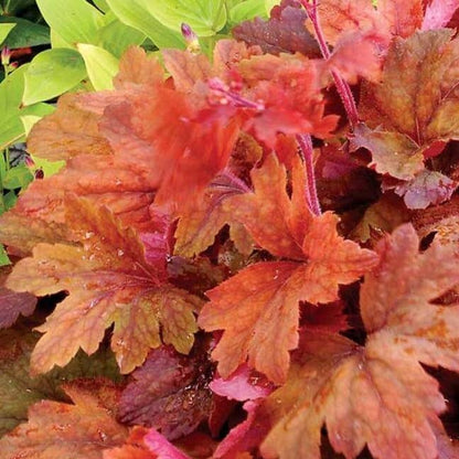 Heuchera : SWEET TEA Perene Superbe