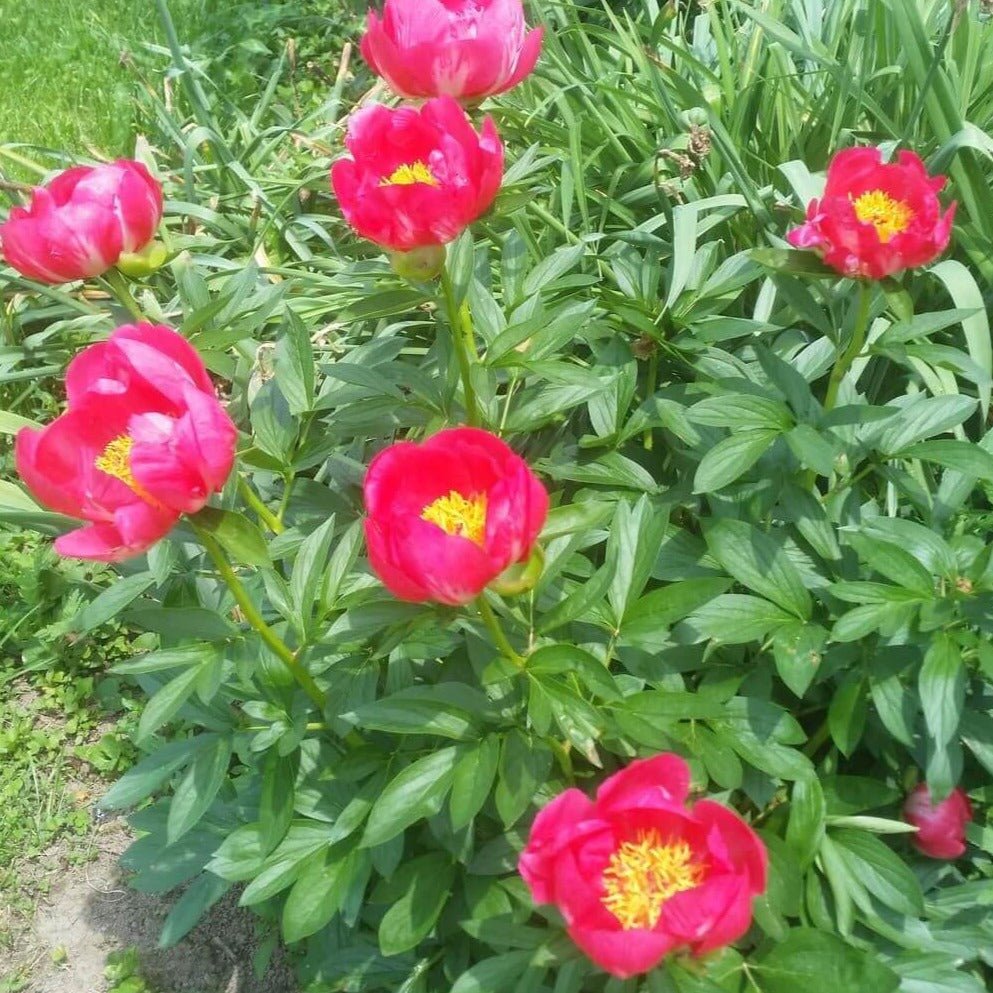 Paeonia lactiflora : FLAME Perene Superbe