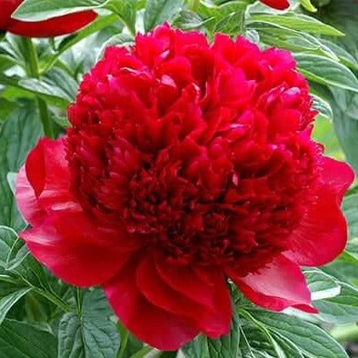 Paeonia : RED CHARM Perene Superbe