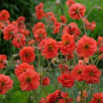 Geum coccineum : FLAMES OF PASSION Perene Superbe