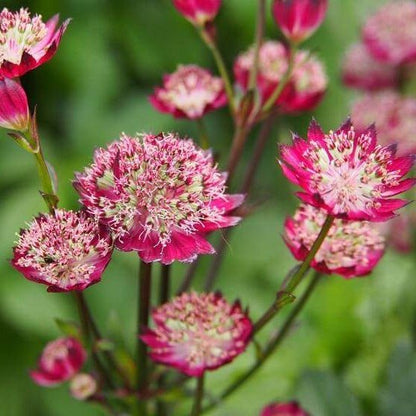 Astrantia major : MOULIN ROUGE Perene Superbe