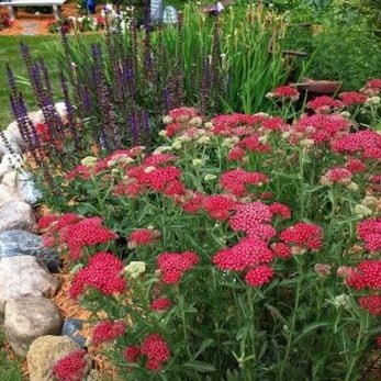 Achillea millefolium : TUTTI FRUTTI - POMEGRANATE Perene Superbe