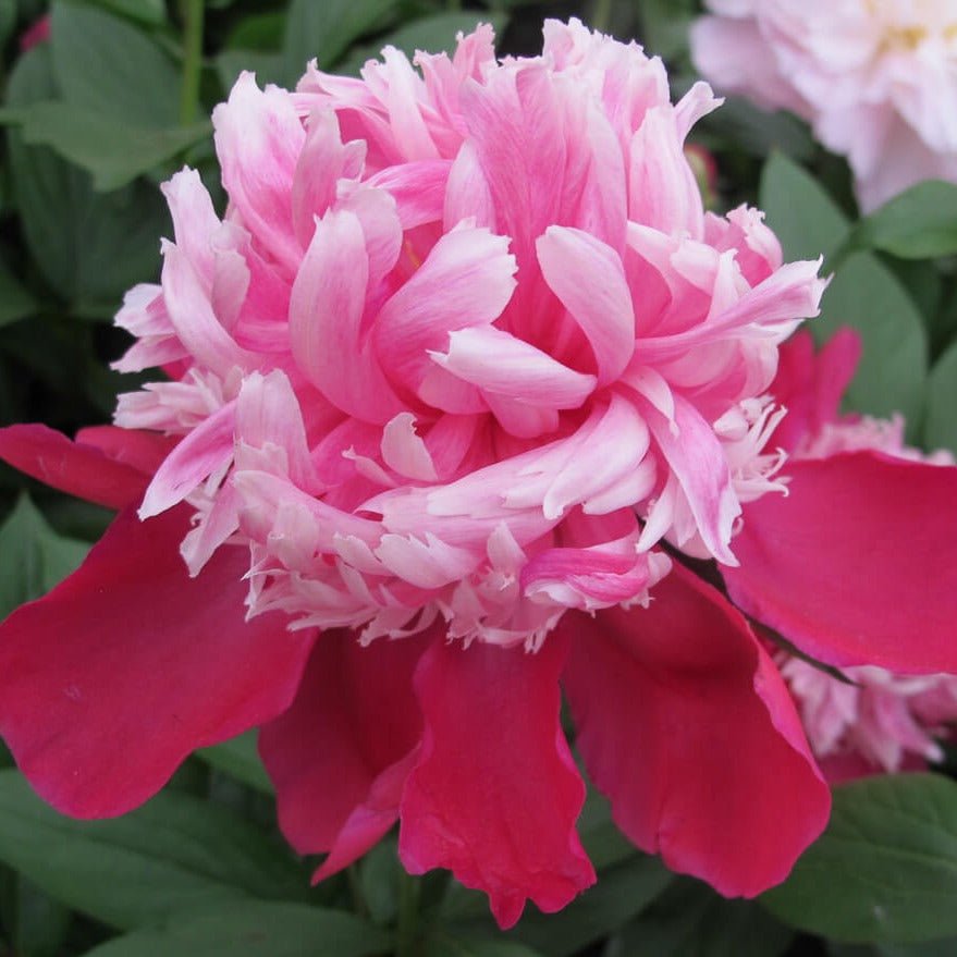 Paeonia lactiflora : SANTA FE Perene Superbe