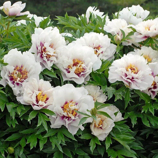 Paeonia itoh : CORA LOUISE Perene Superbe