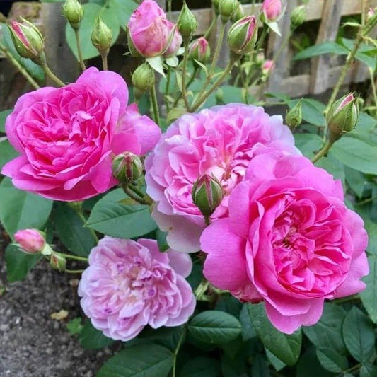 HARLOW CARR Trandafir floribunda