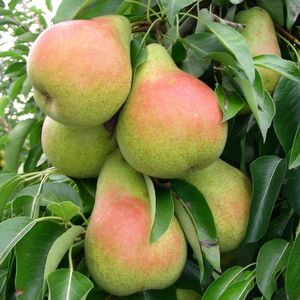 Par HARROW SWEET Par de anul 2 - coroana proiectata