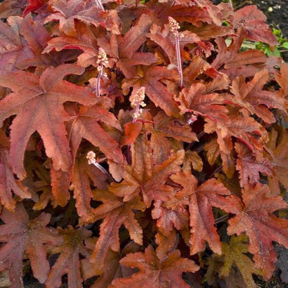 Heuchera : RED ROVER Perene Superbe