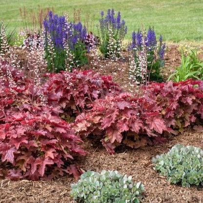 Heuchera : RED ROVER Perene Superbe