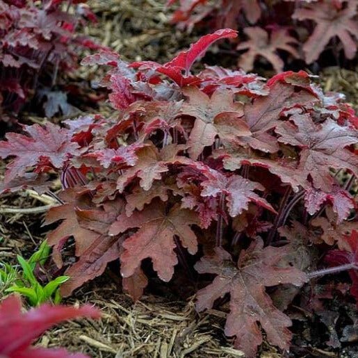 Heuchera : RED ROVER Perene Superbe