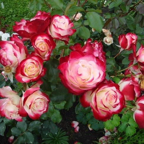 JUBILE DU PRINCE DE MONACO Trandafir floribunda