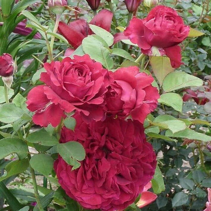 La Rose des 4 Vents Trandafir teahibrid