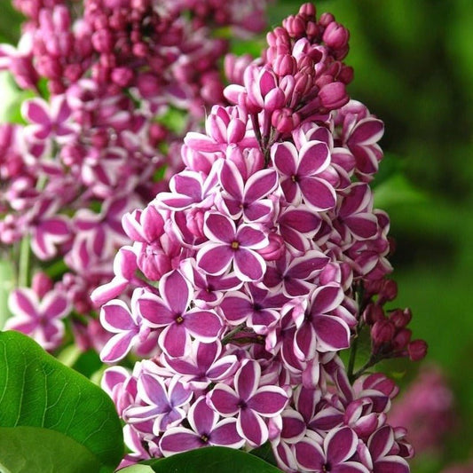 Liliac : SENSATION Perene Superbe