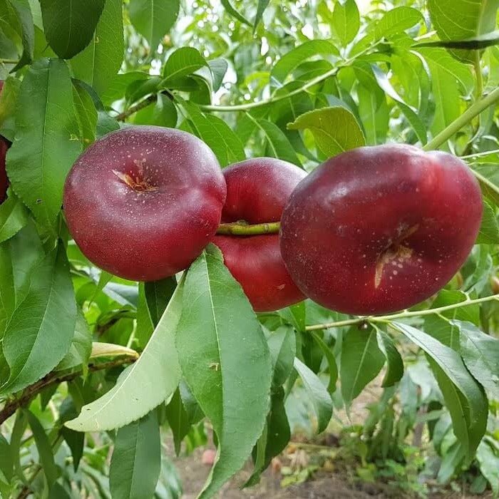 Nectarin cu fruct plat CONCETINA Nectarin de anul 2 - coroana proiectata