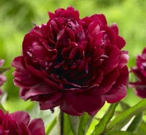 Paeonia armani discount