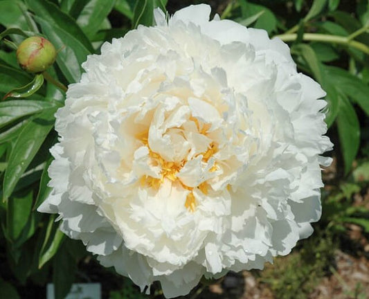 Paeonia : BOWL OF CREAM Jardina.eu