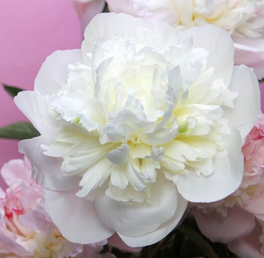 Paeonia Lactiflora : DUCHESSE DE NEMOURS Jardina.eu