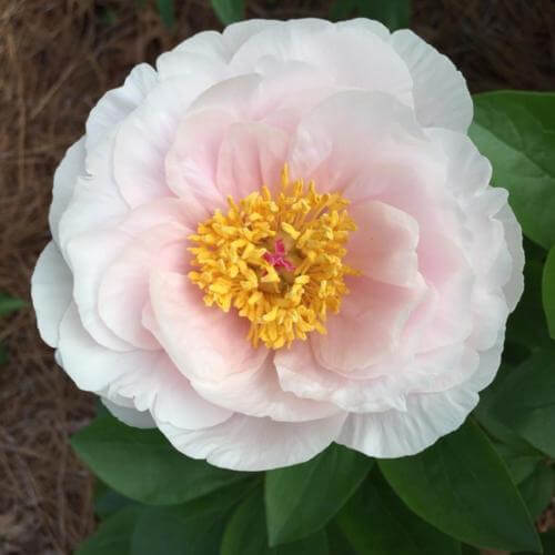 Paeonia : BLUSHING PRINCESS Jardina.eu