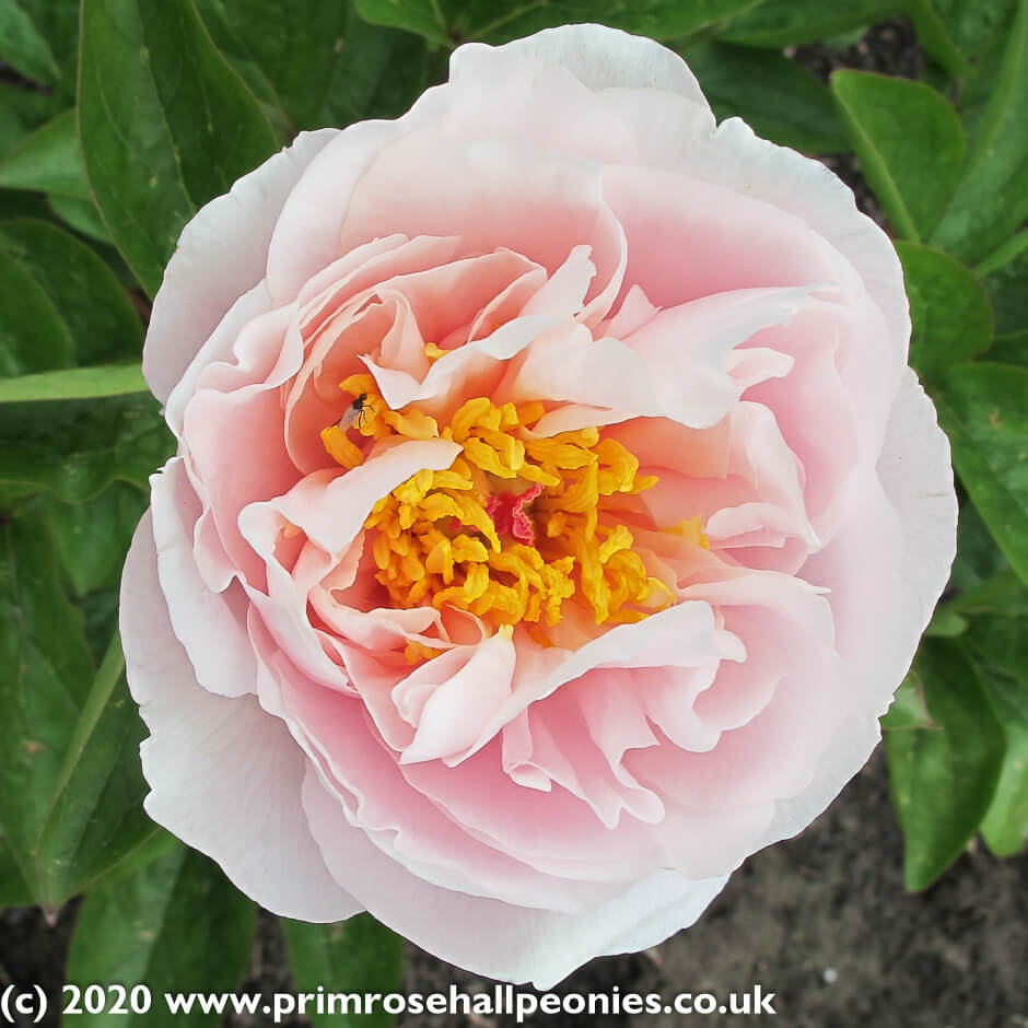 Paeonia : BLUSHING PRINCESS Jardina.eu