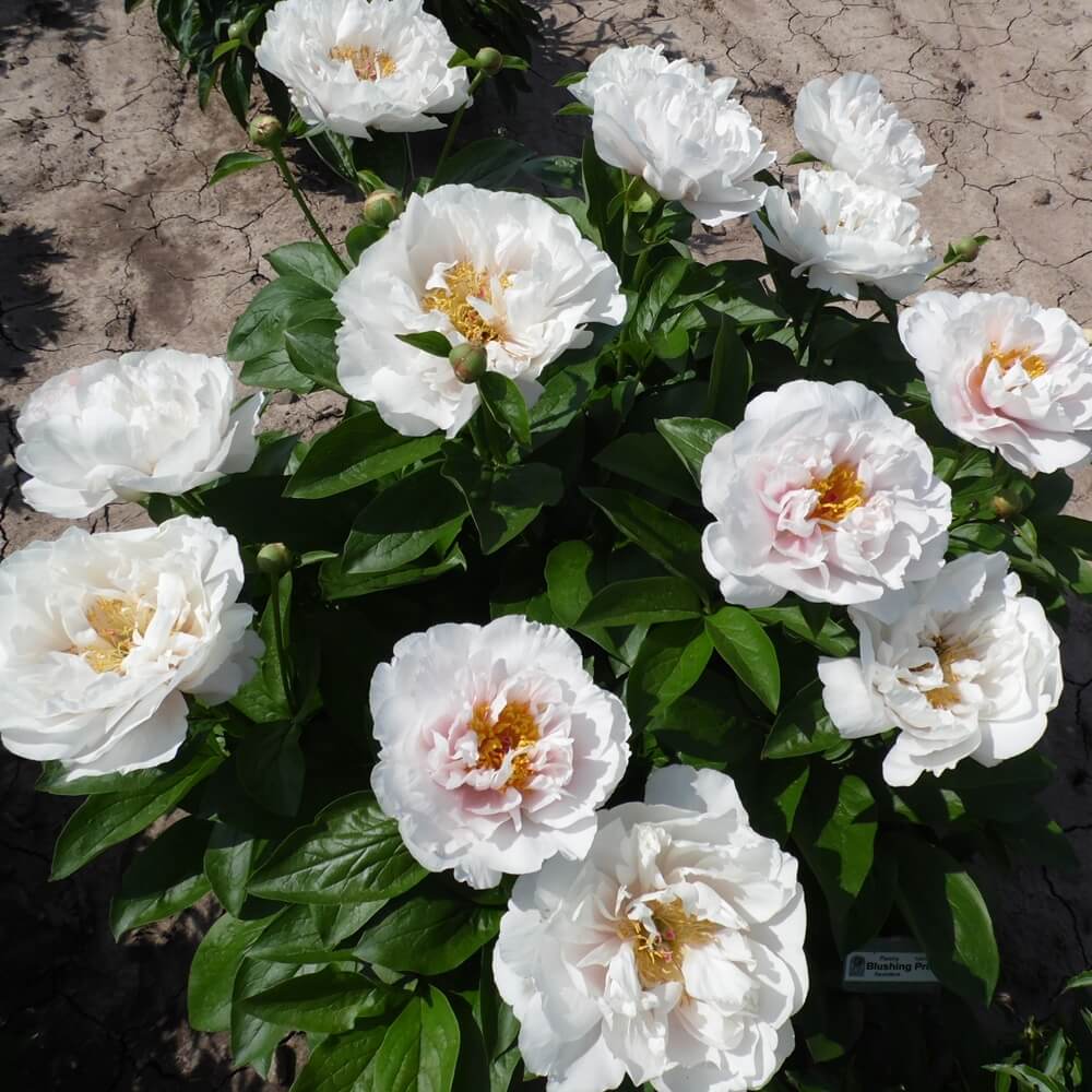 Paeonia : BLUSHING PRINCESS Jardina.eu