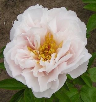 Paeonia : BLUSHING PRINCESS Jardina.eu