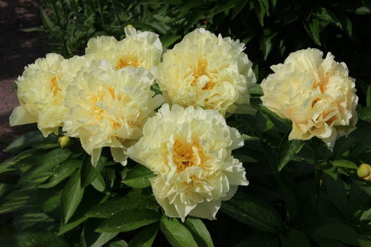 Paeonia : SUNNY GIRL Jardina.eu