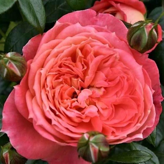 QUEEN OF HEARTS Trandafir floribunda