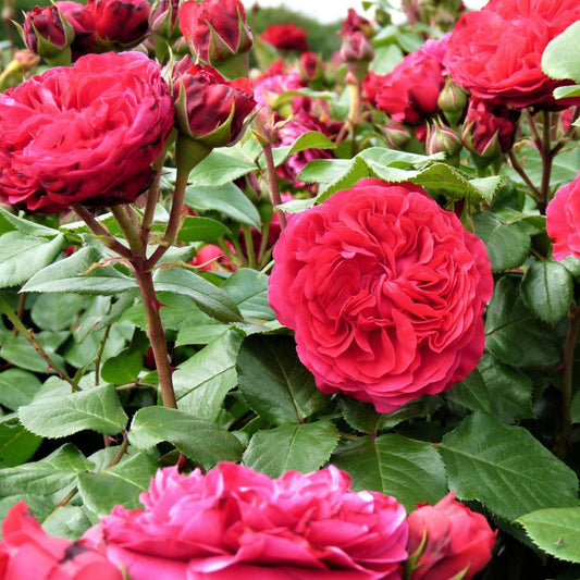 RED LEONARDO DA VINCI Trandafir floribunda