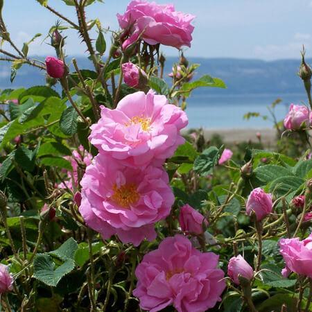 ROSA DAMASCENA TRIGINTIPETALA Trandafir floribunda