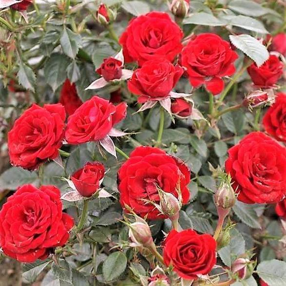 SCARLET HIT Trandafir floribunda