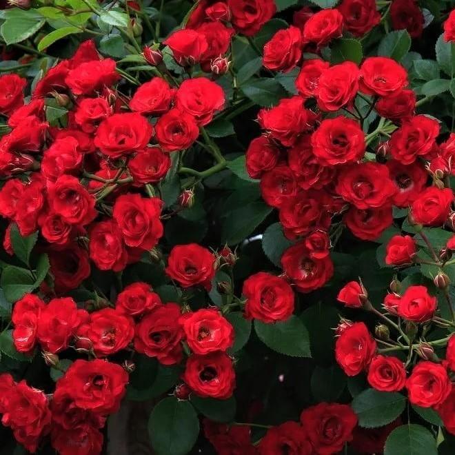 SCARLET HIT Trandafir floribunda