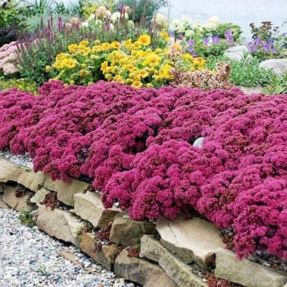 Sedum hybridum : SUNSPARKLER DAZZLEBERY Perene Superbe