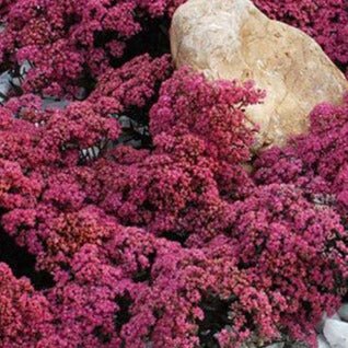 Sedum hybridum : SUNSPARKLER DAZZLEBERY Perene Superbe