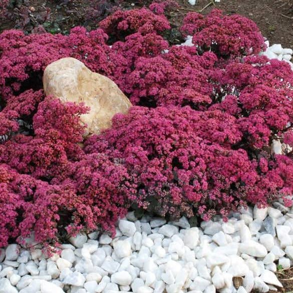 Sedum hybridum : SUNSPARKLER DAZZLEBERY Perene Superbe