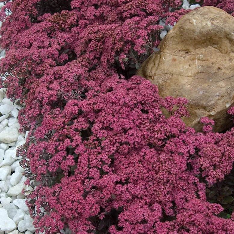 Sedum hybridum : SUNSPARKLER DAZZLEBERY Perene Superbe