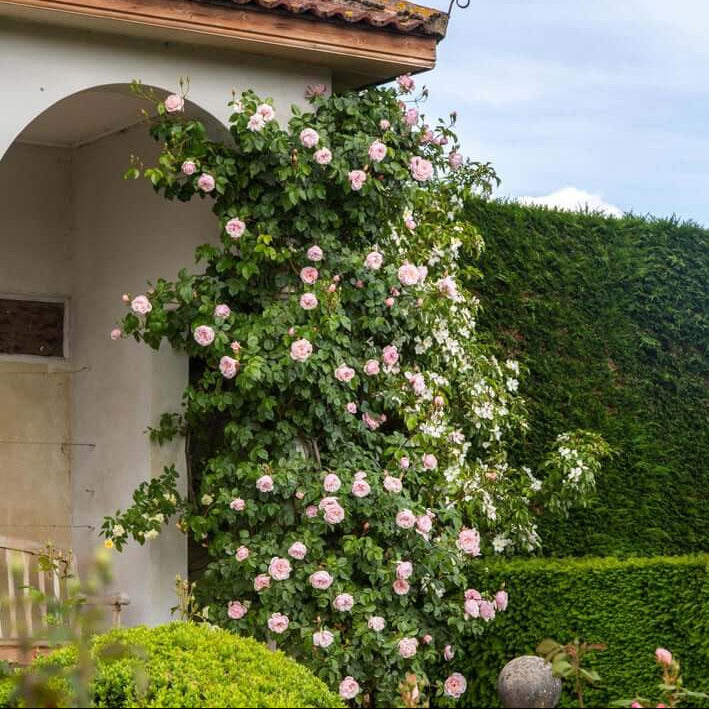 The Generous Gardener