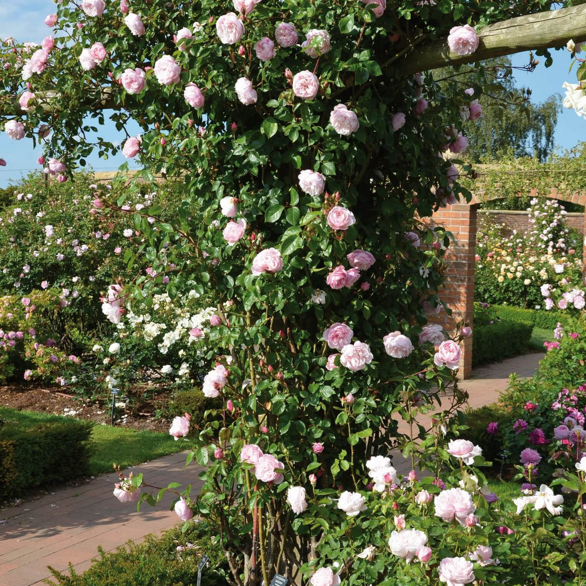 The Generous Gardener