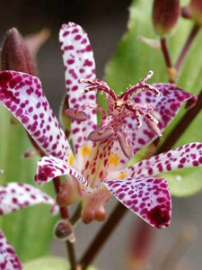 Tricyrtis : EMPRESS