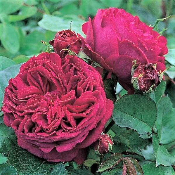 WILLIAM SHAKESPEARE 2000 Trandafir floribunda