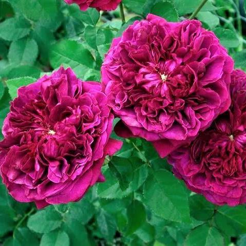 WILLIAM SHAKESPEARE 2000 Trandafir floribunda