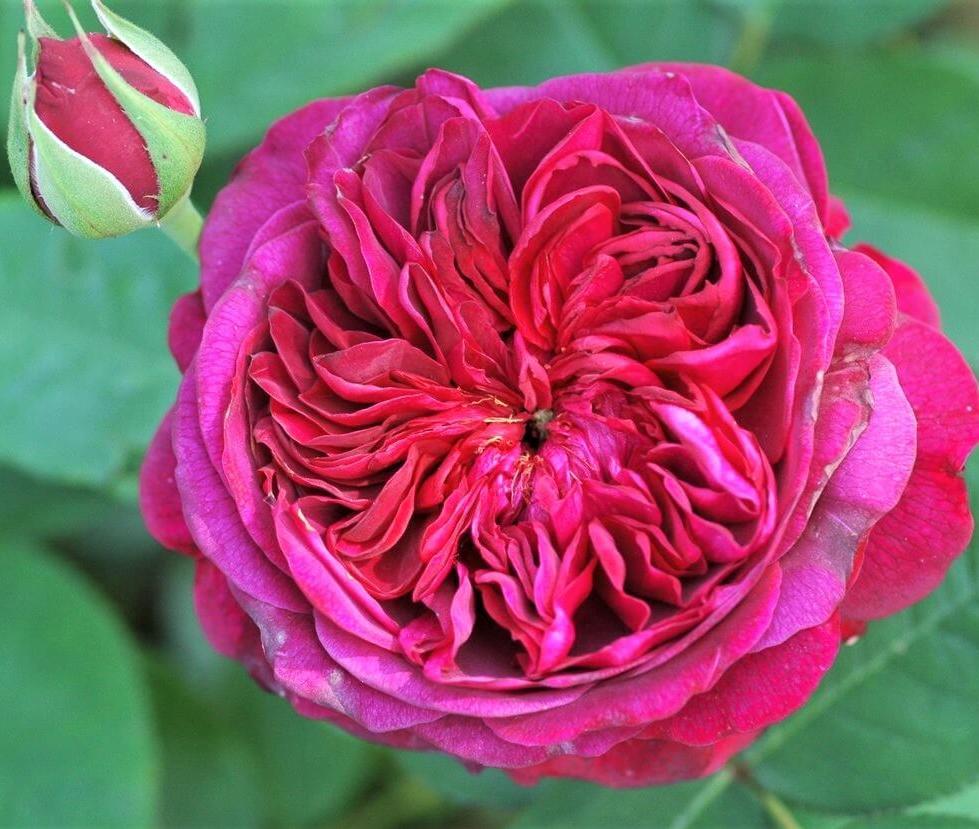 WILLIAM SHAKESPEARE 2000 Trandafir floribunda