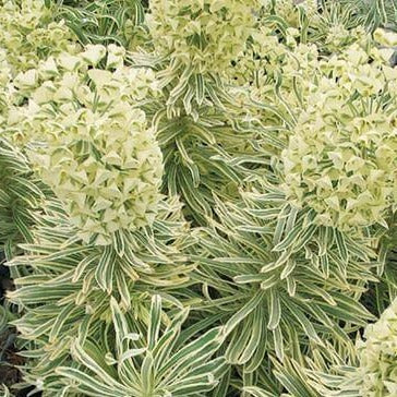 Euphorbia characias : TASMANIAN TIGER - Pepiniera Jardina