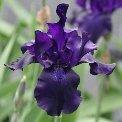 Iris germanica : BLACK DRAGON - Pepiniera Jardina