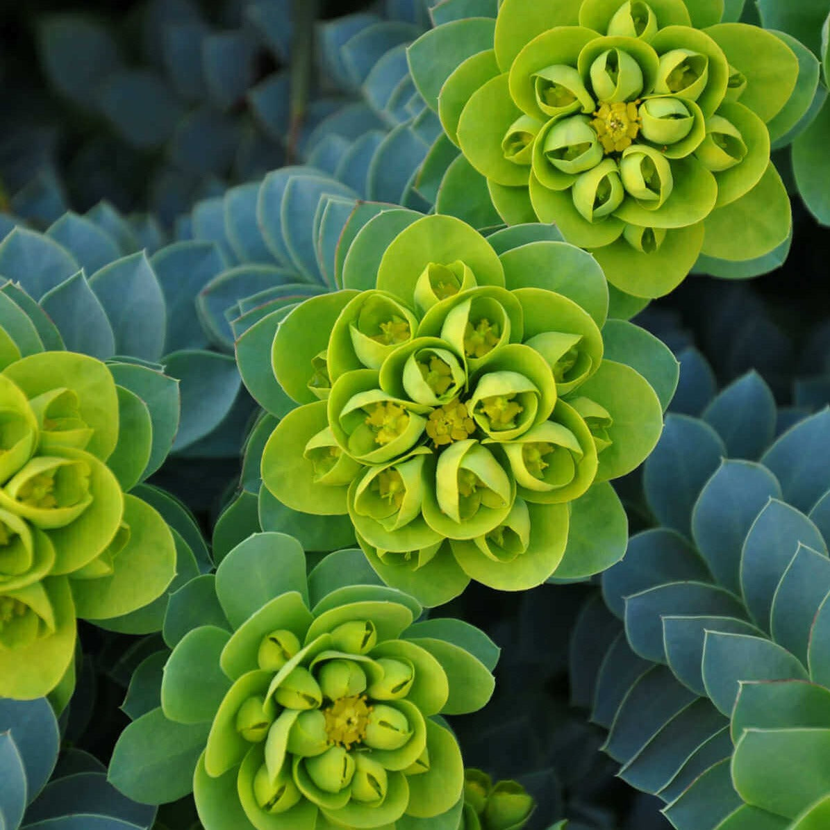 -10% Promotie speciala : Euphorbia MYRSITES - Pepiniera Jardina