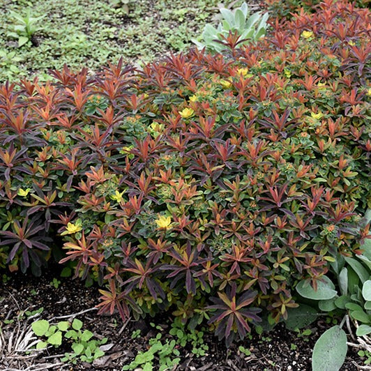 Euphorbia X Polychroma : BONFIRE - Pepiniera Jardina